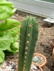 Trichocereus peruvianus