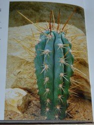 Browningia hertlingiana
