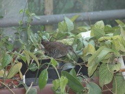 vogel_im_gwh_6887