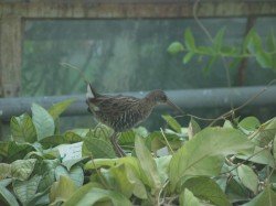 vogel_im_gwh_6892