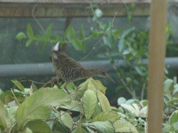 vogel_im_gwh_6893