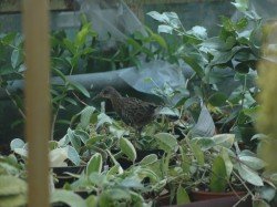vogel_im_gwh_6894