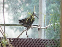 vogel_im_gwh_6896