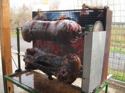 07_doppelschwein
