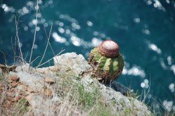 Melocactus curvispinus am caribischen Meer