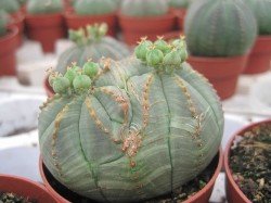 Euphorbia obesa dichotom geteilt