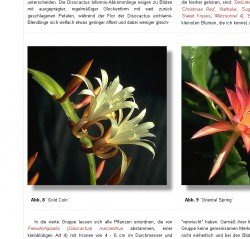Artikel von E. Meier über kleinblütige Epis in der Kaktusblüte 1990