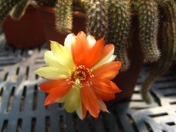 forumtreffen_kakteenforum_de_9495_chamaecereus_papagei