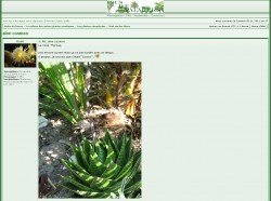 aloe_cosmo_palmiers