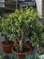 crassula_geldbaum_10230