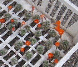 IMG_9895_1
