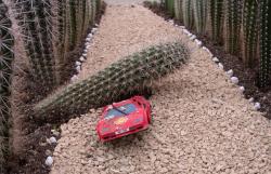 Kaktus-Unfall