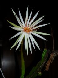 Epiphyllum rubrocoronatum RB25