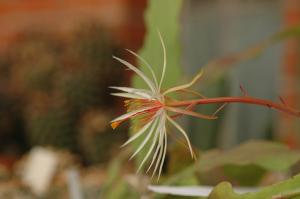 Epiphyllum phyllanthus ssp. rubrocoronatum RBA373