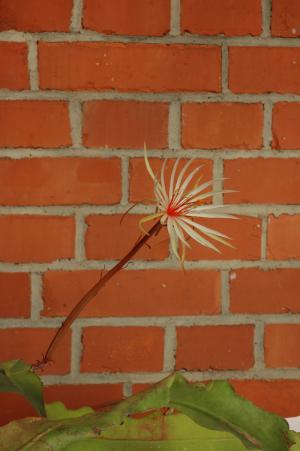 Epiphyllum phyllanthus ssp. rubrocoronatum RBA373