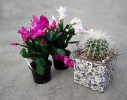 Weihnachtskaktus - und Kaktus