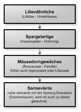 Klassifizierung Sansevieria