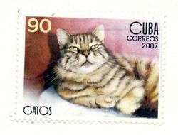 Kubanische Katze