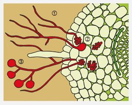 Mykorrhiza schematisch (Quelle: Neudorff)