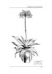 Dioscorides - Aloe