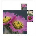 Kakteen-Haage Katalog 2011