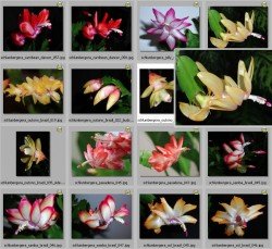 Neue Schlumbergera Fotos von Bjoern T. im Kakteen-Haage Shop zu entdecken