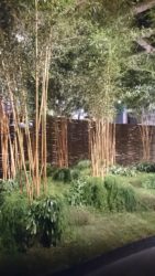 Rhipsalis als Bodendecker für Bambus - eine schöne Idee
