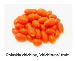 Chichituna - die Frucht von Polaskia chichipe auf Pinterest